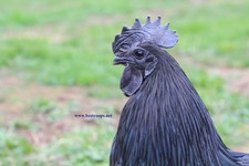 6 Fertile Ayam Cemani Chicken Hatching Eggs