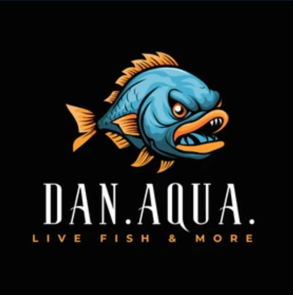 LIVE LOT of 10 Peacock African Cichlid 2" (GRADE-A and FULL COLOR) - Image 2 of 2