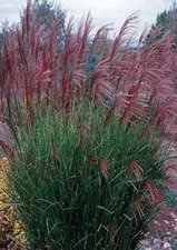 100 Purple Morning Light Maiden Grass Miscanthus USA Seeds. Organic. Ships free