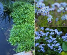 Myosotis palustris blau Sumpfpflanze für den Teich Teichpflanzen Schwimmpflanzen