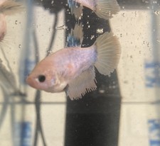 Live Betta Fish - Half Moon, Emerald Green and Pale Yellow with Platinum Dusting