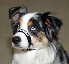 Coastal Adjustable Comfort Muzzle for Dogs