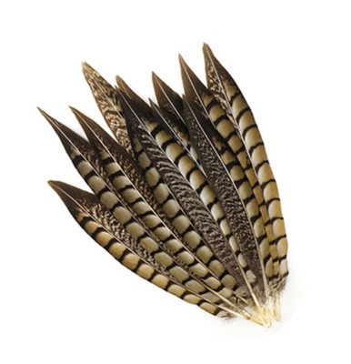 10 Pcs LADY AMHERST PHEASANT Feathers 4-12/" RED TIP Top-Quality//Craft//Halloween