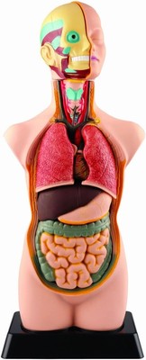 EDU-TOYS DOYUSHA Human Torso Anatomically Accurate Model Kit 50cm from Japan