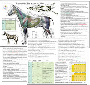 Equine Acupuncture Chart