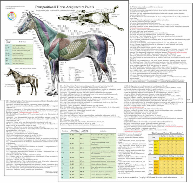 Equine Acupressure Meridian Chart