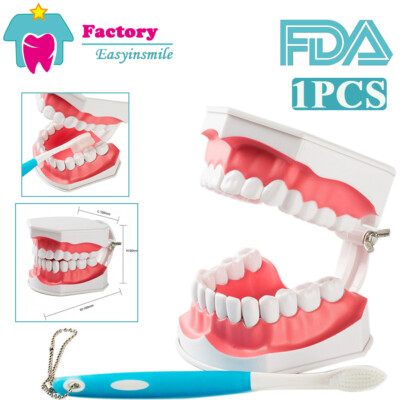 1 Pz Studio Odontoiatrico Modello Colgate 2 Volte Grande Con - Foto 10