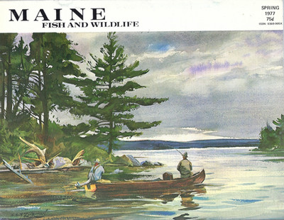 Maine Fish and Wildlife Magazine Spring 1977 Turkey Transplant Deer Snowmobiles