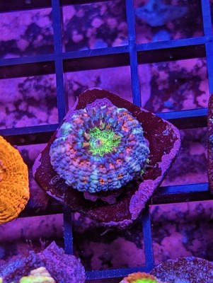 WYSIWYG RARE Multicolor Deep Water Asian Acan Lord Micro LPS SPS Acro Zoa JF WWC