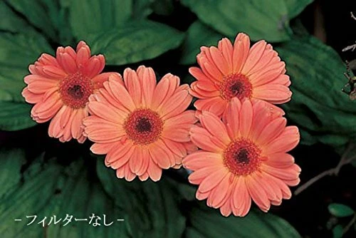 MARUMI Camera Filter Close-up Lens MC + 3 46mm For Close-up Shooting NEW - Image 3 of 4