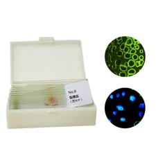 9 pcs Plant Fluorescence Microscope Sliced Spinach Leaf Potato Slice Specimen