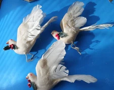 Vintage Realistic Dove TRIO Real Feathers Bird Decorations Ornament HOLLY BERRIE