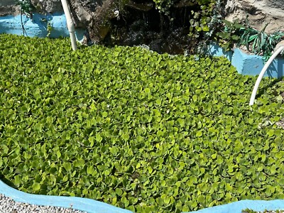 100 SMALL Water Lettuce Pond Plants  - SEEDLINGS about 3/4'' diameter