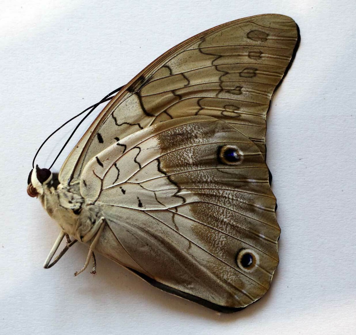 PREPONA LAERTES - unmounted FEMALE | eBay