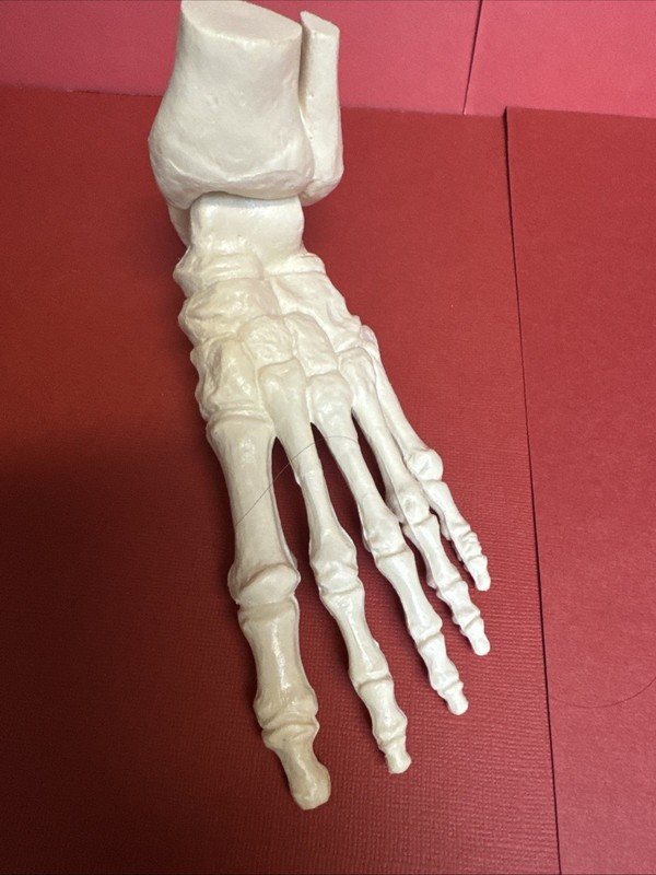 Vintage Anatomical Foot & Ankle Skeleton Model Medical Teaching Aid 7.5” (SH45)