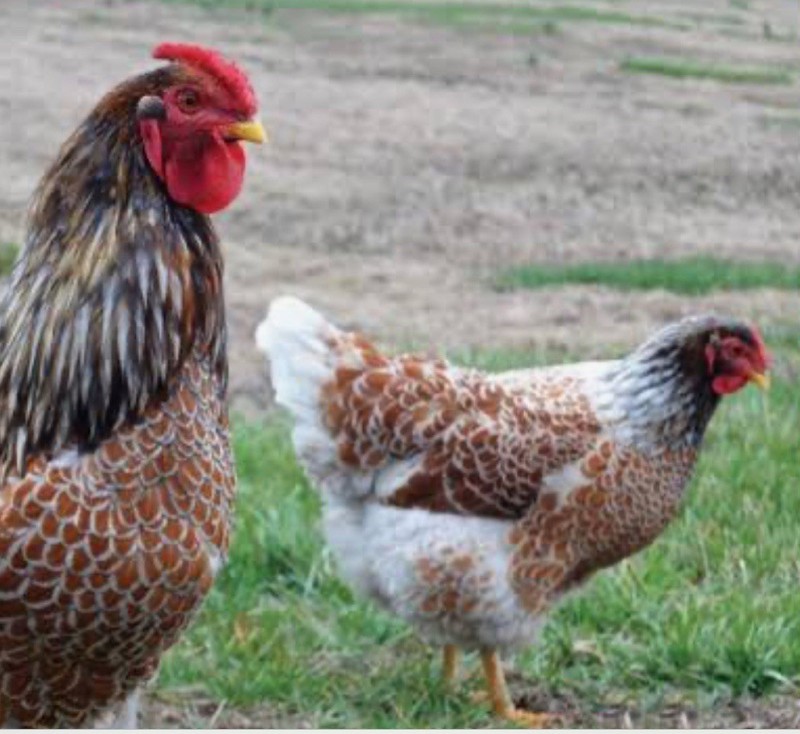 6 Farm Fresh Hatching Eggs Fancy BLUE LACED RED WYANDOTTE Brahpi Orpington ❤️eb