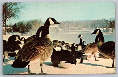 Portion Of Rochester Minnesota's Famous Wintering Flock Of Geese Postcard