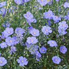 BLUE FLAX PERENNIAL Linum lewisii American Native Wildflower Non-GMO 500 Seeds