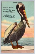 Florida's Big Bill Pelican Vintage Art Postcard Poem