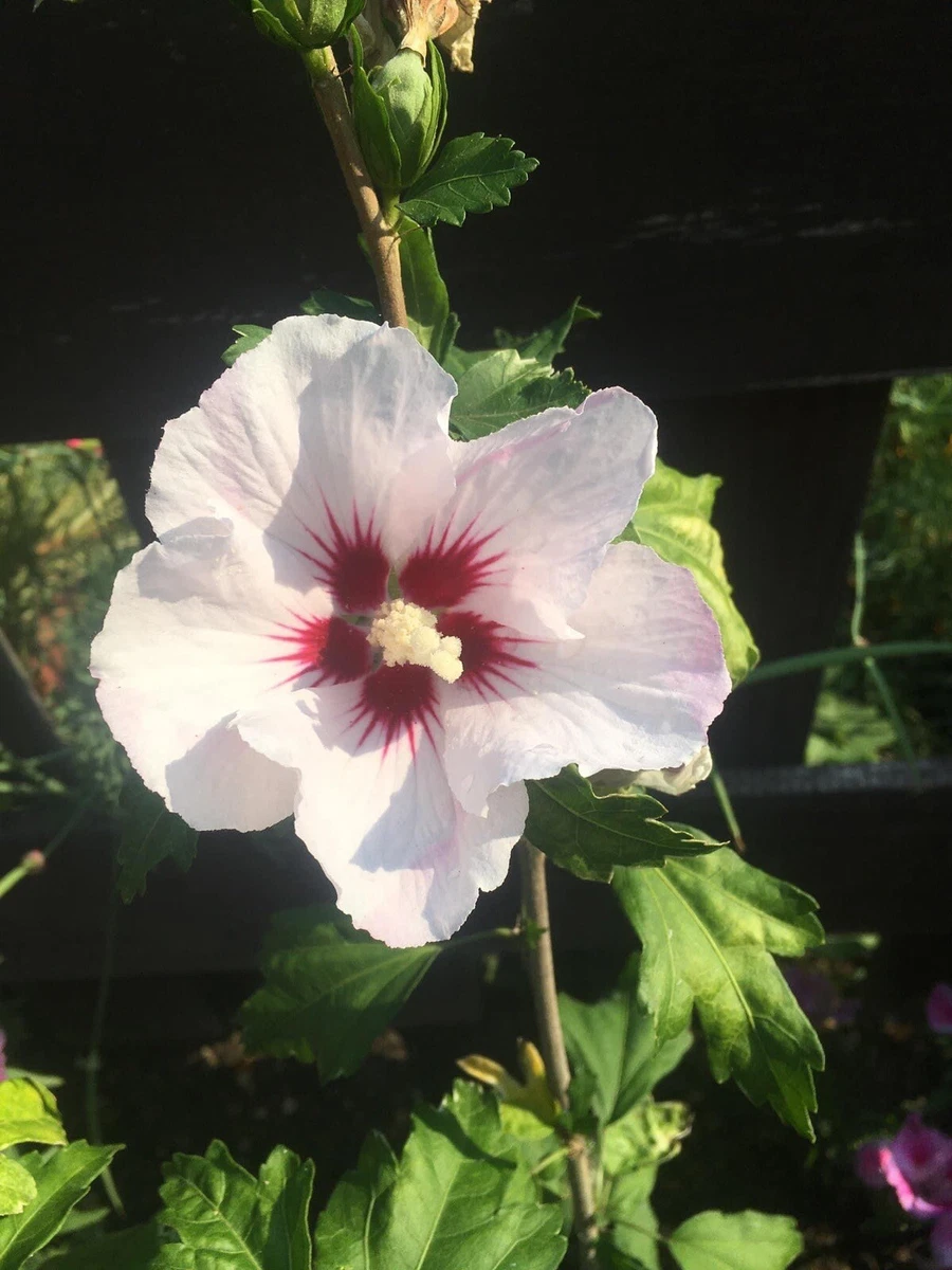 Sale HIBISCUS SYRIACUS RED HEART ROSE OF SHARON . 25 Seeds Per Pack