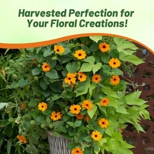 200 Seeds Orange Thunbergia Seeds For Planting - Black Eyed Susan Vine