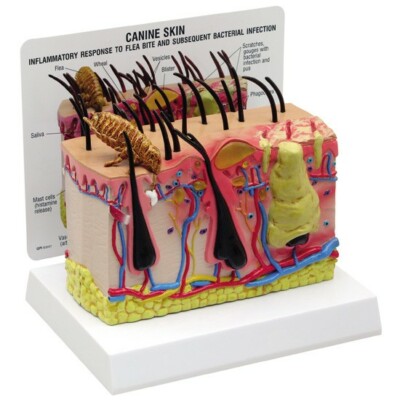 Canine Skin w Flea Bite Anatomical Model GPI  LFA #9090 SEE VIDEO Make an Offer!