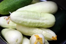 White Wonder Cucumber Seeds, Ivory King, White Albino, NON-GMO, FREE SHIPPING