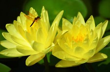 NYMPHAEA MEXICANA - NINFEA GIALLA, 10 SEMI SELEZIONATI