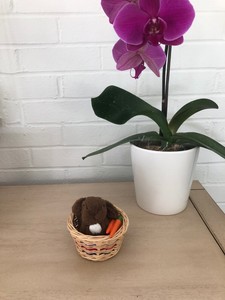 american girl nutmeg