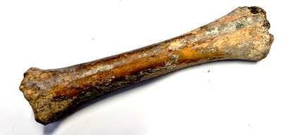 Fossil Knochen vermutlich Urochse Auerochse Bos Taurus Holstein 20 cm #FOS031