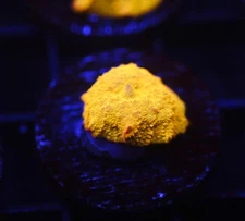 DIYreefer Live Coral WYSIWYG Poletti Jawbreaker 3/4" polyp