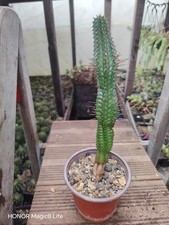 Euphorbia Mammillaris agaveville Plant 
