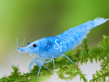 20 2 Blue Velvet - Freshwater Neocaridina Aquarium Shrimp. Live Guarantee