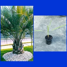 26in TALL PINDO PALM TREE-LIVE BONSAI TROPICAL PLANT-BUTIA CAPUTATA JELLY PALM