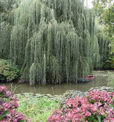 #ad #ad Weeping Willow Tree 2 3ft Tall Now Ready To Plant Beautiful Swaying Branches $26.99