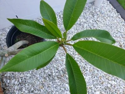 Frangipani In Gold Coast Region Qld Plants Gumtree Australia Free Local Classifieds