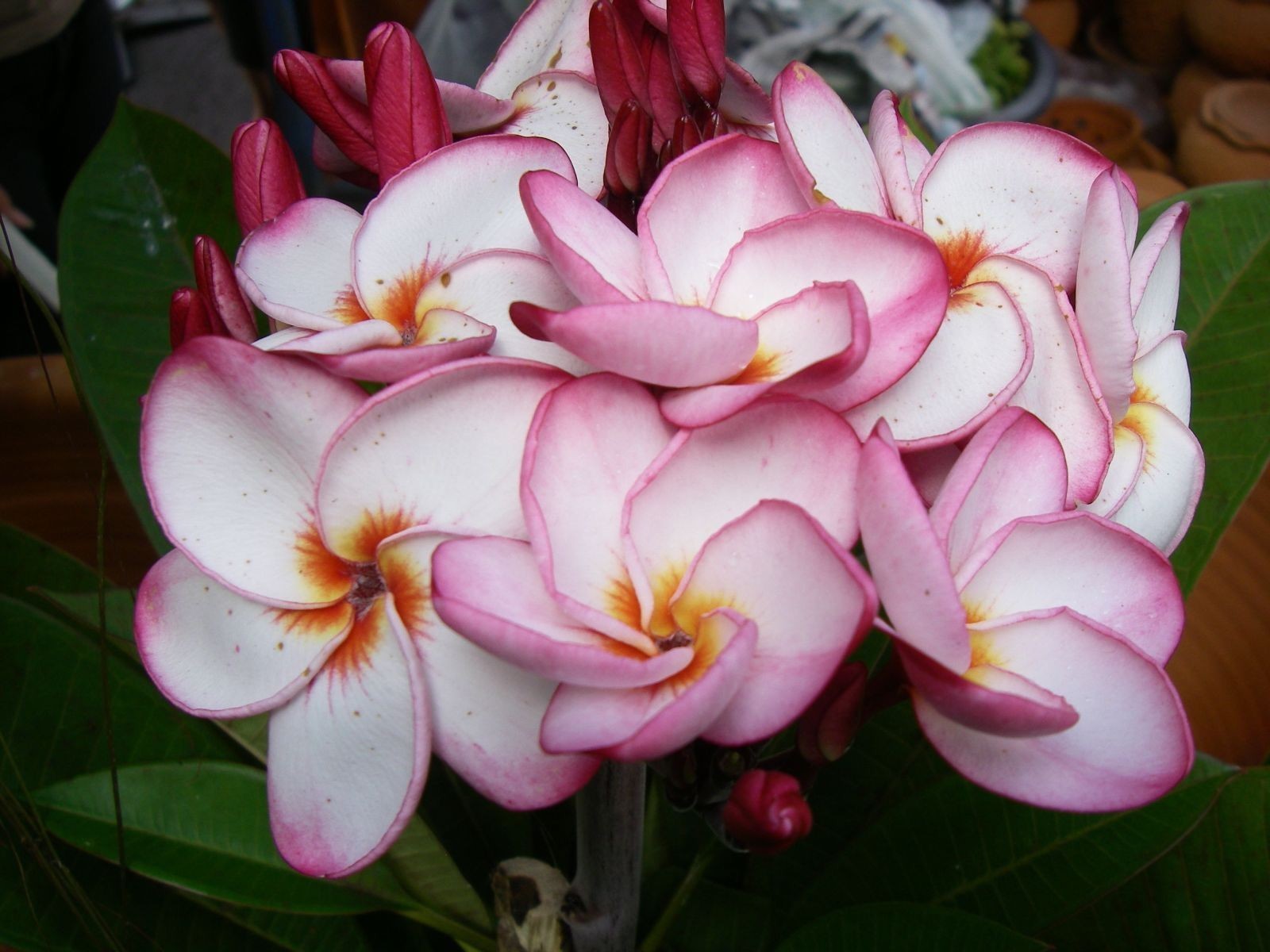 Frangipanier au parfum exquis les 3 plantes de couleurs assorties pour terrasse