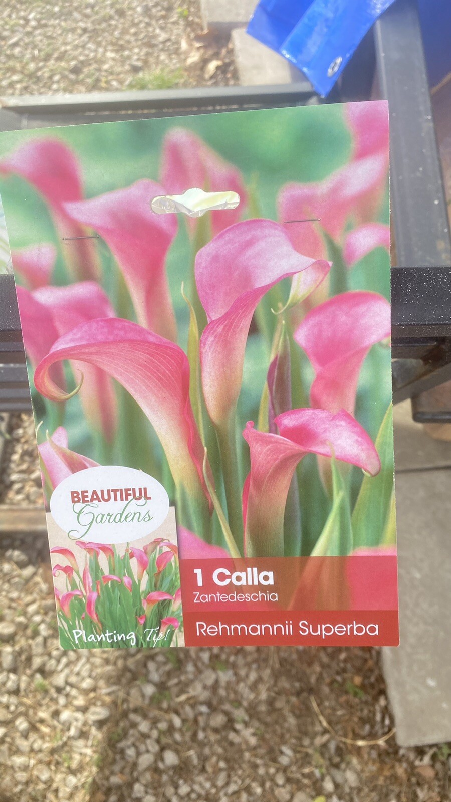 1 Rehmannii Superba Calla Lily Bulbs eBay