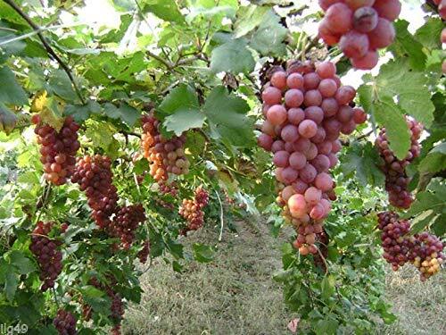 10 Red Concord Grape Seeds - Grow Grape Vines for Wine Making