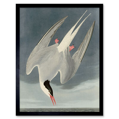 Audubon Birds America Arctic Tern Wall Art Print Framed 12x16 | eBay