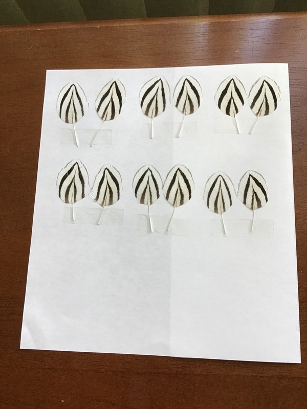 Silver Pheasant Feathers.  Six Matched Pairs (12 Feathers). 