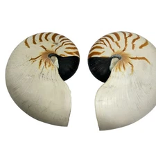 Large Nautilus Pompilius Chambered Seashell Half Cut Pair  Striped Pearl