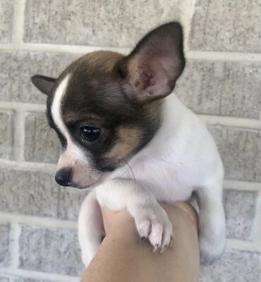 gumtree chihuahua dogs for sale
