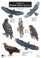 Norman, S: Guide To British Birds Of Prey | Simon Norman (U. A.) | Englisch