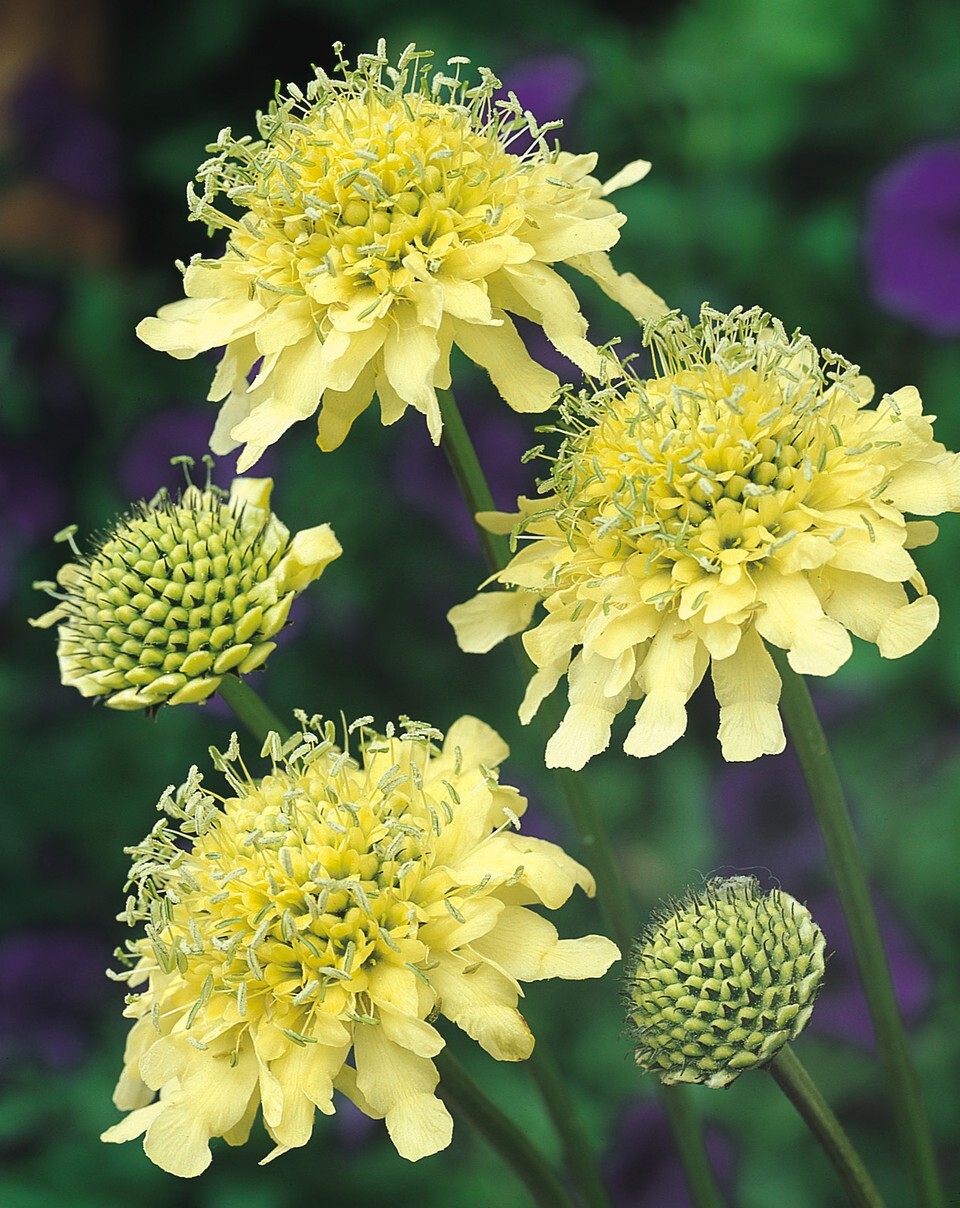 SCABIOSA ochroleuca 'Moon Dance' -25 Seeds/HP | eBay UK
