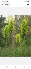 Puya chilensis - Hardy RARE bromeliad  1 plant