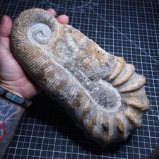 5.2 kg 31cm Large Heteromorph  Cretaceous Fossil Ammonite