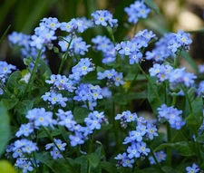 FORGET ME NOT Myosotis Sylvatica - 5,000 Bulk Seeds