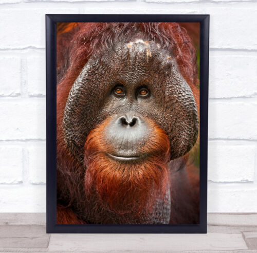 Orangutan Mammal Nature Wildlife Borneo Malaysia Jungle Wild Wall Art Print