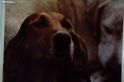 PHOTO Argentique	France	chasse à courre vénerie cheval chien	24x30cm	1970